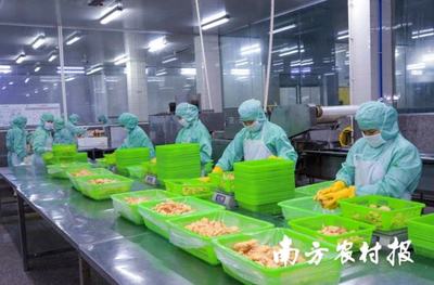 面包蝦、鳳尾蝦.年產量超2500噸!電白喊你來嘗對蝦預制菜